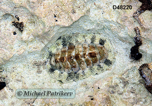 West Indian Fuzzy Chiton (Acanthopleura granulata)